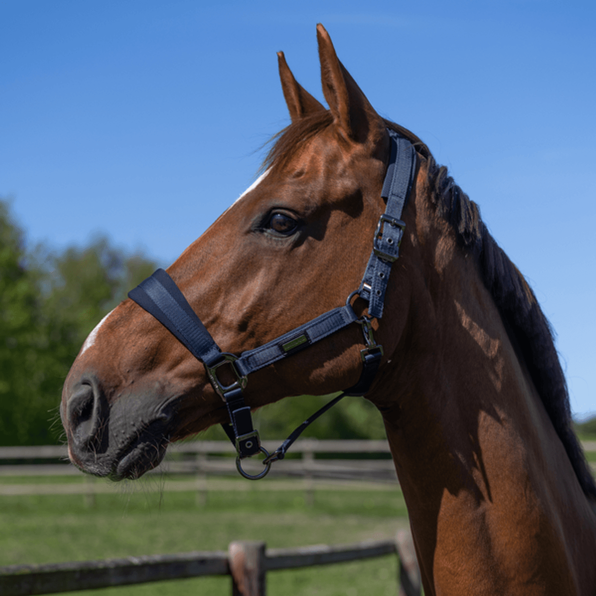 Kingsland Lucca Halter and Rope